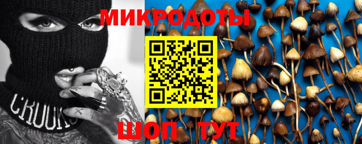 Псилоцибиновые грибы Psilocybe Луховицы